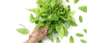 Fresh Tulsi Leaves