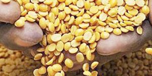 Split Pigeon Peas