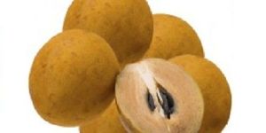 Fresh Natural Chikoo