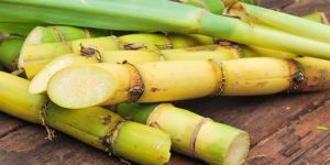 Sugarcane Sticks