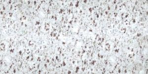 White Galaxy Granite Slab