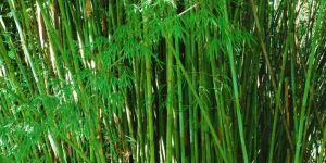 Bamboo Cultivation