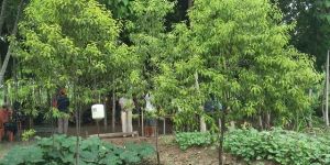 Sandalwood Cultivation