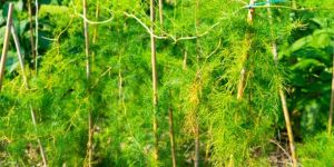 Shatavari Cultivation