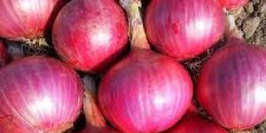 Fresh Big Onion