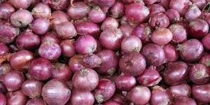 Fresh Red Onion