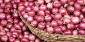 Fresh Small Onion