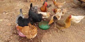 Country Chicken Live