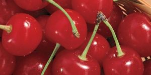 Sweet Cherry