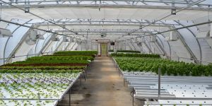 Hydroponics Greenhouse
