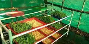 Hydroponics Tray