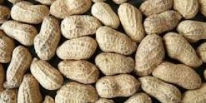 Brown Shelled Groundnuts