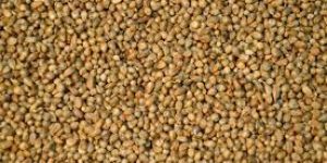 Pearl Millet Seeds