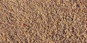 Sorghum Millet Seeds