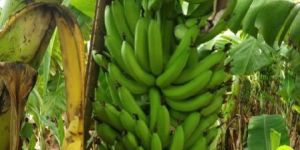 Green Banana