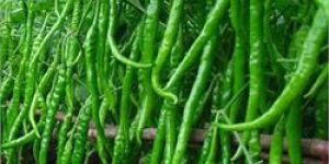 Hybrid Green Chilli