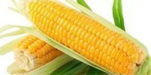 Hybrid Yellow Maize