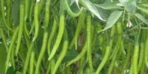 Organic Green Chilli