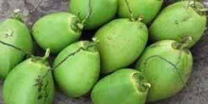 Organic Tender Coconut