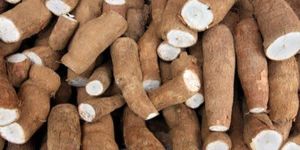 Fresh Maravalli Kizhangu