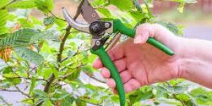 Green Plant Maintenance Services