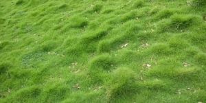 Korean Grass