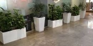 Plants Rental Services