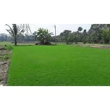 Selection No 1 Grass