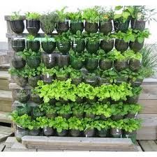 Vertical Gardening Services