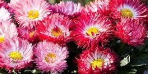 Winter Seasonal Plants