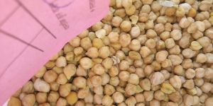 White Chickpeas