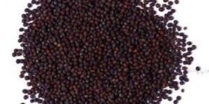 Mustard Seeds