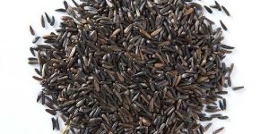 Niger Seeds