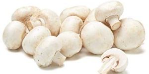 Fresh Mushrooms