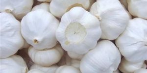 Fresh White Garlic