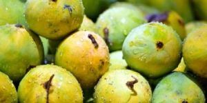 Fresh Amrapali Mango