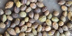 Terminalia Chebula Seeds