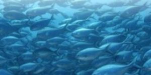 Farming Marine Fishes and Shrimps