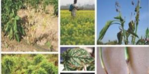 Faslo Ke Rog: Parichay Evam Praband