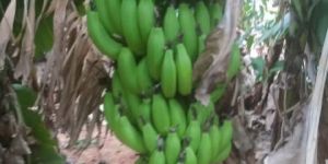 Fresh G9 Green Banana