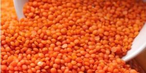 Red Lentils