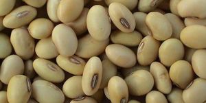 Soya Beans