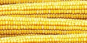 Yellow Corn Maize