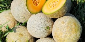 Fresh Muskmelon