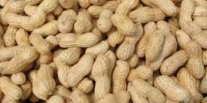 Shelled Peanuts