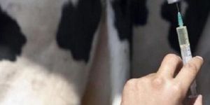 Veterinary Injections