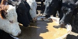 VETERINARY Liquid Oral