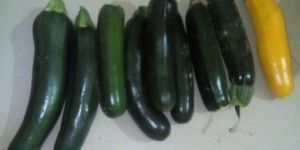 Green Zucchini
