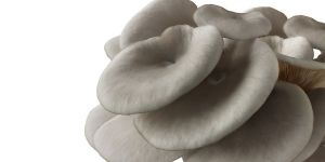 Fresh Oyster Mushrooms