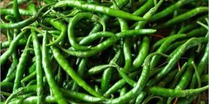Fresh Green Chilli